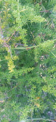 Asparagus multiflorus