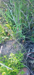 Asparagus multiflorus