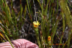 Ursinia quinquepartita