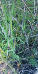 Asparagus multiflorus