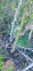 Asparagus multiflorus