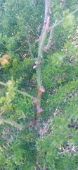 Asparagus multiflorus
