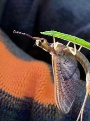 Hexagenia bilineata