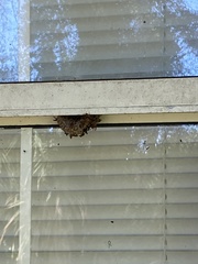 Mischocyttarus mexicanus