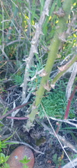 Asparagus multiflorus