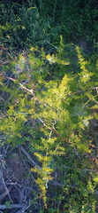 Asparagus multiflorus