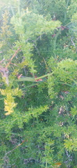 Asparagus multiflorus