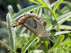 Hexagenia bilineata