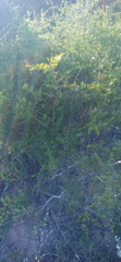 Asparagus multiflorus