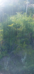 Asparagus multiflorus