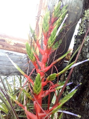 Tillandsia calothyrsus