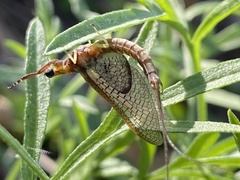 Hexagenia bilineata