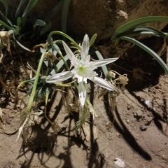Pancratium maritimum