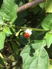 Cycloneda sanguinea