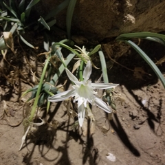 Pancratium maritimum