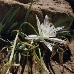 Pancratium maritimum