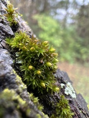 Orthotrichum pusillum