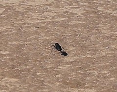 Cicindela obsoleta obsoleta