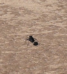 Cicindela obsoleta obsoleta