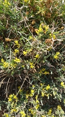 Genista acanthoclada