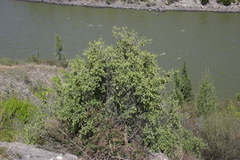 Lonicera microphylla