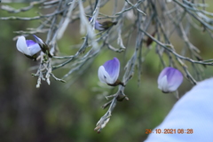 Psoralea pullata