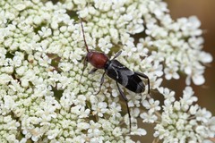 Chlorophorus ruficornis