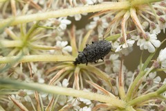 Mycterus curculioides