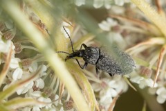 Mycterus curculioides