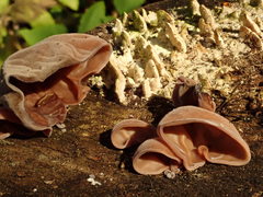 Auricularia auricula-judae