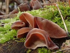 Auricularia auricula-judae