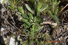 Osteospermum junceum