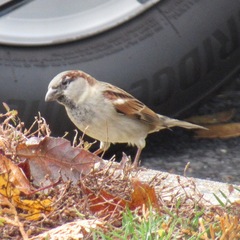 Passer domesticus