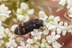 Acmaeoderella flavofasciata flavofasciata