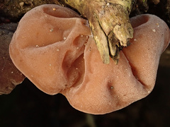 Auricularia auricula-judae