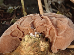 Auricularia auricula-judae
