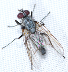 Eustalomyia