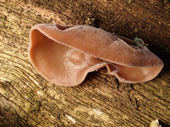 Auricularia auricula-judae