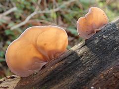 Auricularia auricula-judae