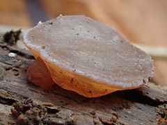 Auricularia auricula-judae