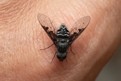 Anthrax trifasciatus