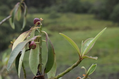 Image of Euphorbia laurifolia