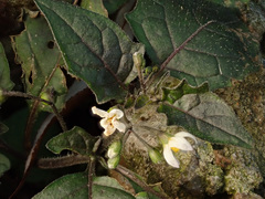 Solanum nigrum