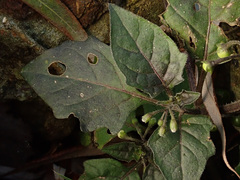 Solanum nigrum