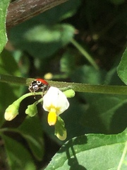 Cycloneda sanguinea