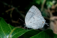 Ostrinotes sophocles