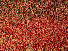 Neonectria coccinea