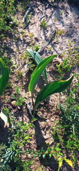 Eriospermum lanceifolium
