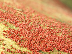 Neonectria coccinea