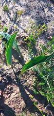 Eriospermum lanceifolium